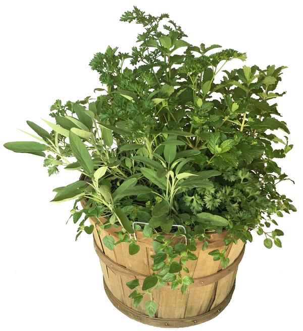 Herb Blend Bowl