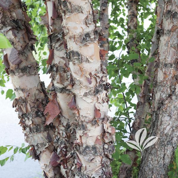 Heritage® Birch