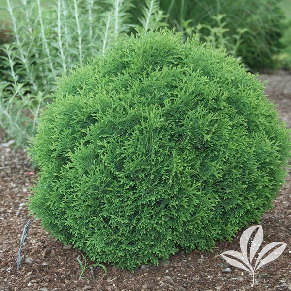 Hetz Midget Arborvitae