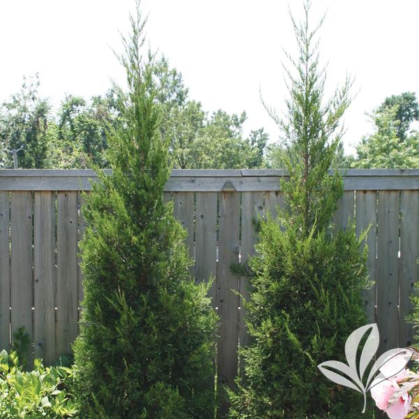 Hetzi Column Juniper