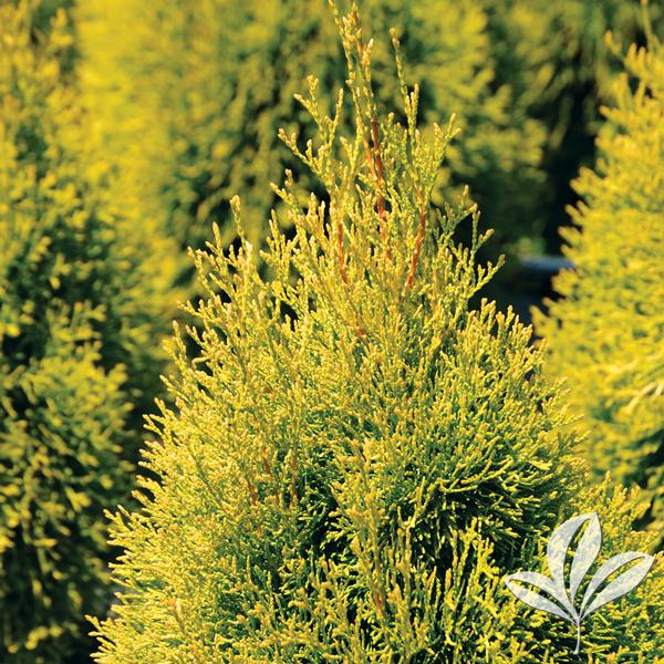 Highlights® Arborvitae
