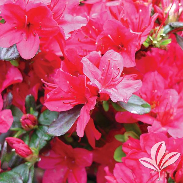 Hino-Crimson Kurume Azalea