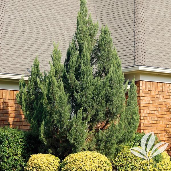 Hollywood Juniper
