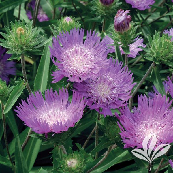 Honeysong Purple Stokes' Aster