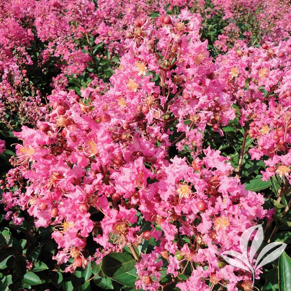 Hopi Crapemyrtle