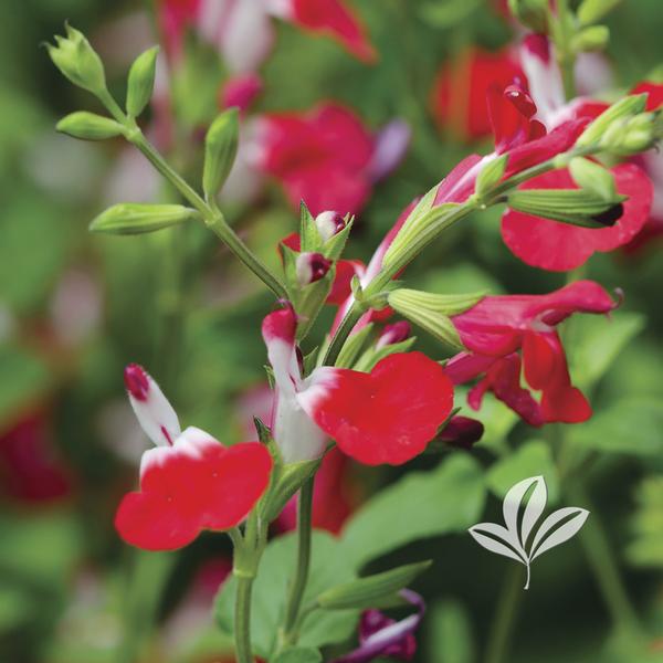 Hot Lips Salvia