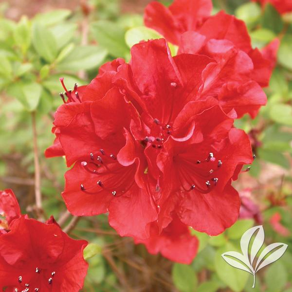Hot Shot Girard Azalea