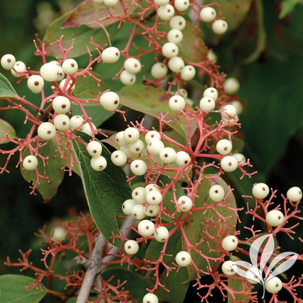 Huron® Dogwood
