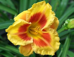 Island Bonfire™ Kokomo™ Daylily
