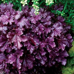 Forever® Purple Coral Bells