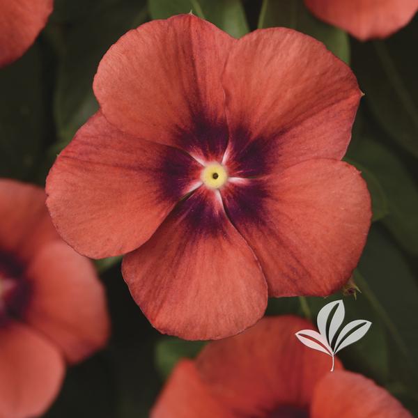 Forever® Red Coral Bells