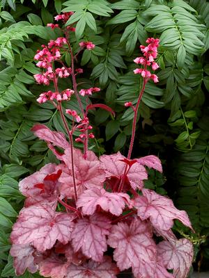 Grape Soda Coral Bells