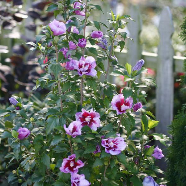 Purple Pillar® Althea