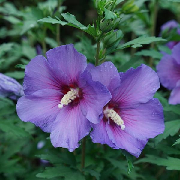 Paraplu® Violet Althea