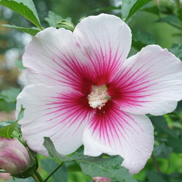 Paraplu® Pink Ink Althea