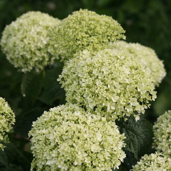 Invincibelle Limetta® Hydrangea
