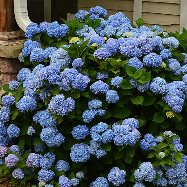 iBloom® Azure Skies™ Hydrangea