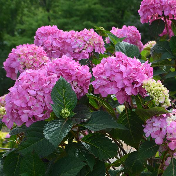 iBloom® Rock-N-Roll™ Hydrangea