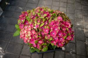 Tilt-A-Swirl® Hydrangea