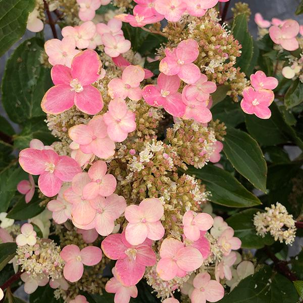 Torch™ Hydrangea