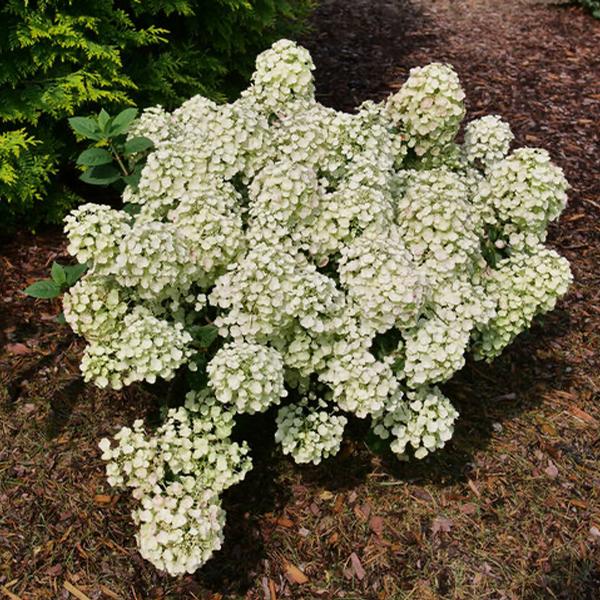 Tiny Quick Fire® Hydrangea