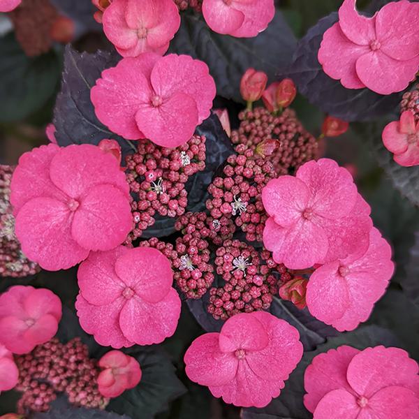 Pink Dynamo™ Hydrangea