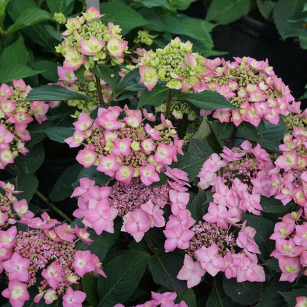 Let's Dance Can Do!® Hydrangea