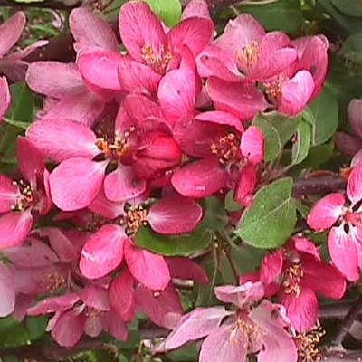 Indian Magic Crabapple