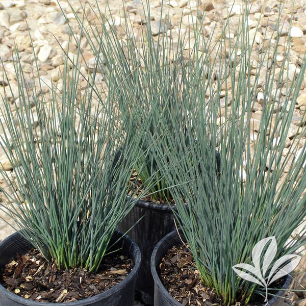 Inflexus Blue Dart Grass Juncus