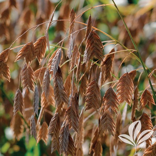 Inland Sea Oats