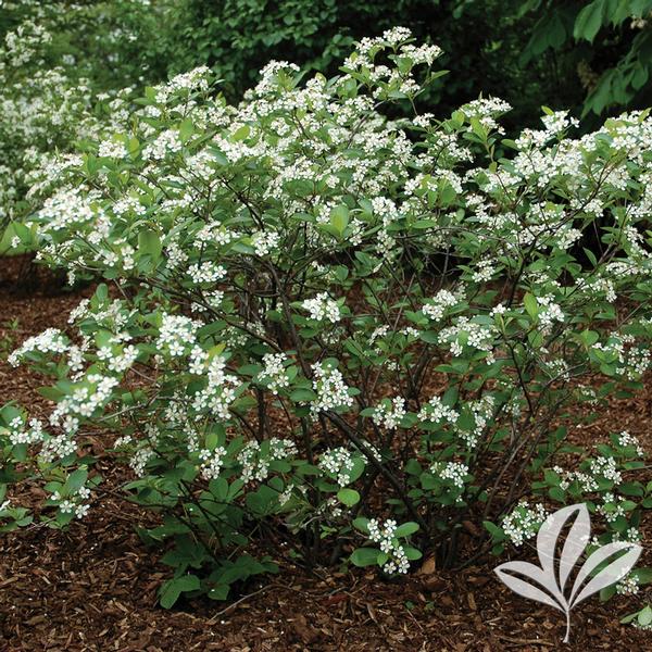 Iroquois Beauty™ Black Chokeberry