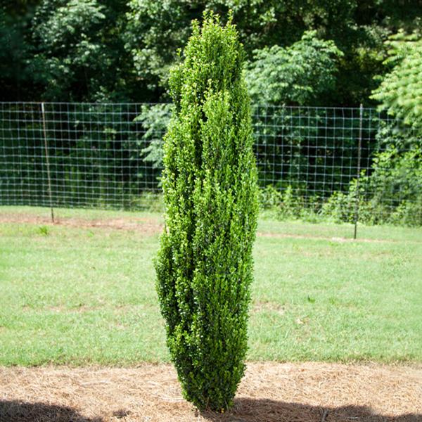 Straight & Narrow® Japanese Holly