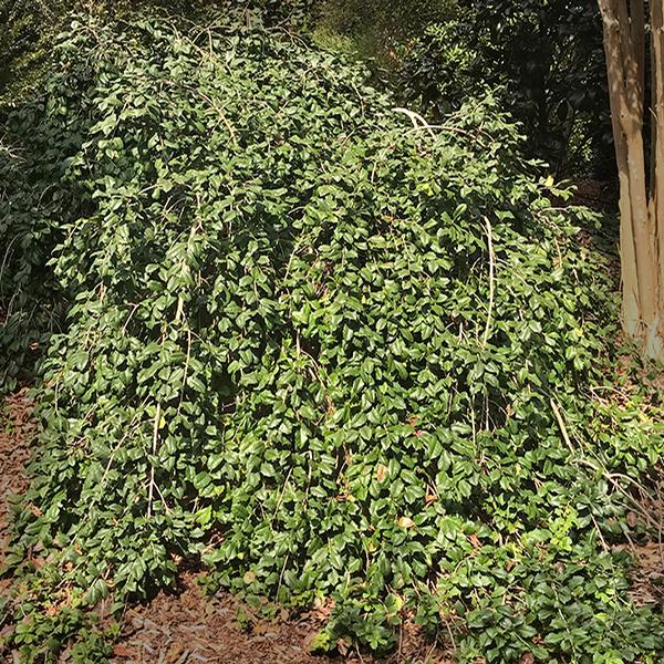 Ramblin' Man® Weeping Holly