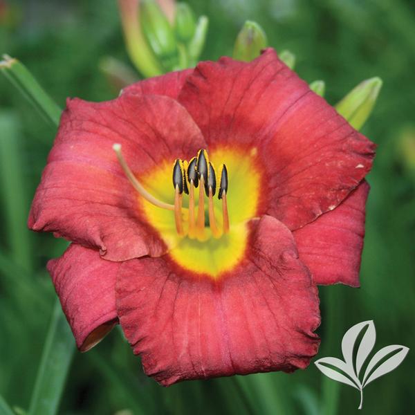 Jamaica Sunrise™ Kokomo™ Daylily
