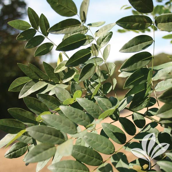 Japanese Pagoda Tree