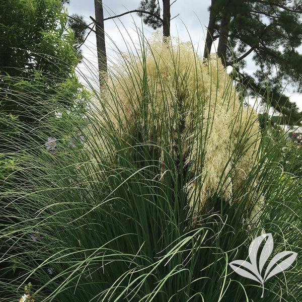 Jet Streams™ Dwarf Pampas Grass
