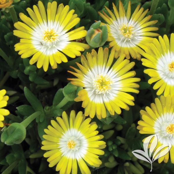 Jewel of Desert Peridot Ice Plant