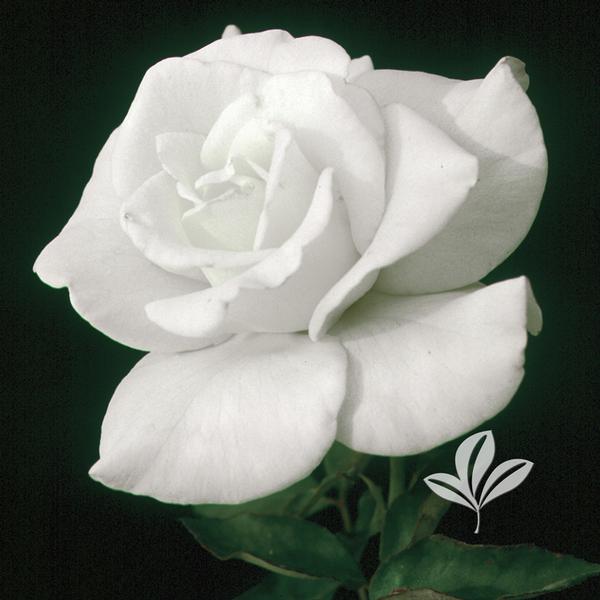 John F. Kennedy Hybrid Tea Rose