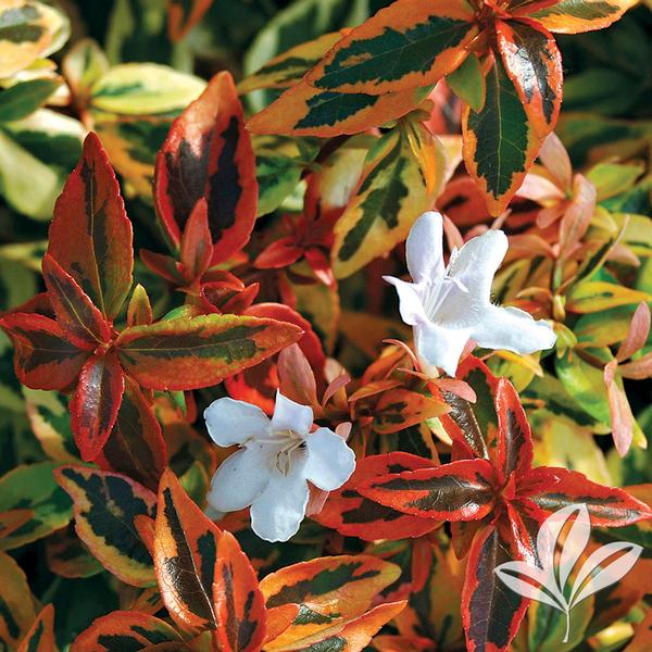 Kaleidoscope Abelia