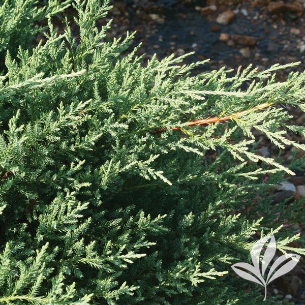 Kallay Pfitzer Juniper