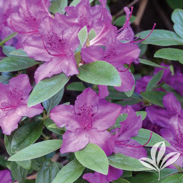 Karen Girard Azalea