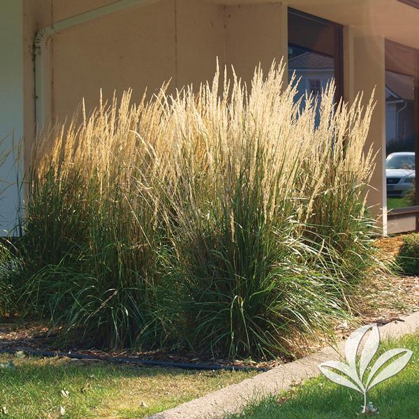 Karl Foerster Feather Reed Grass