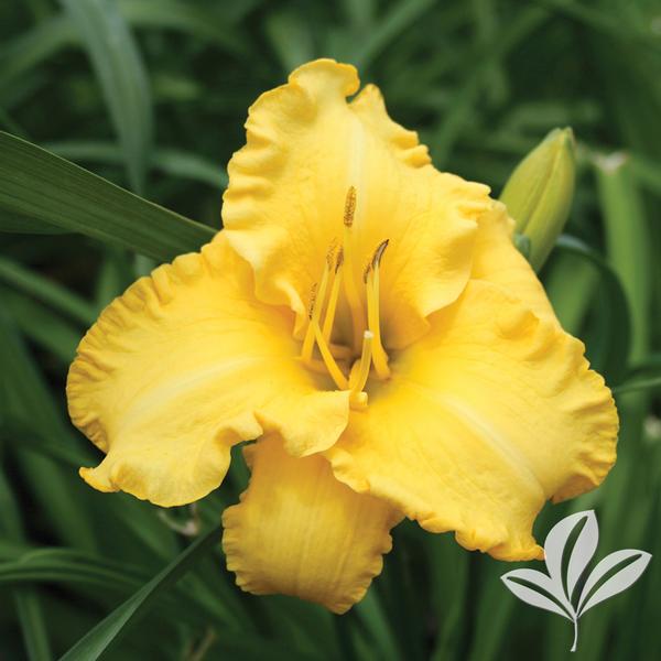 Key Largo Moon™ Kokomo™ Daylily