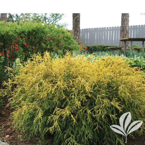 King's Gold Falsecypress