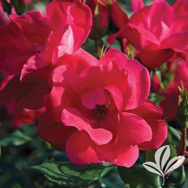 Knock Out® Rose