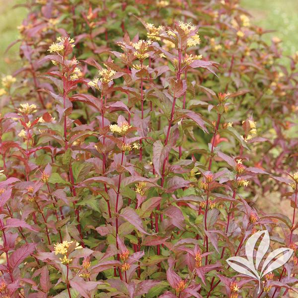 Kodiak® Red Bush Honeysuckle