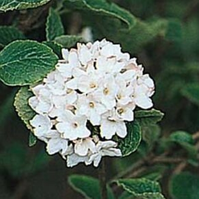 Korean Spice Viburnum