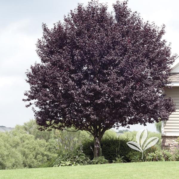 Krauter Vesuvius Purpleleaf Plum