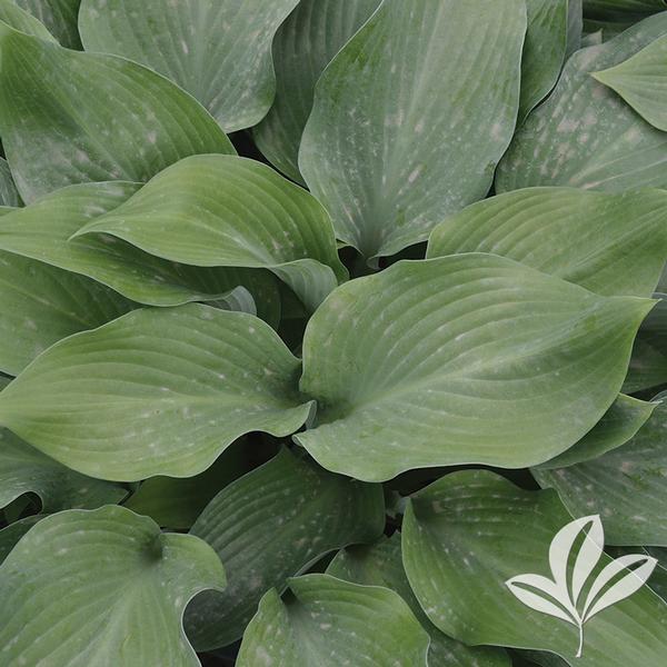 Krossa Regal Hosta