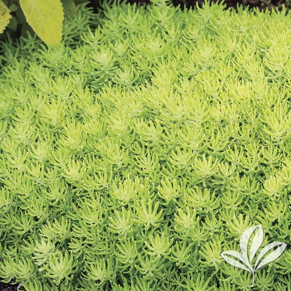Lemon Ball Sedum